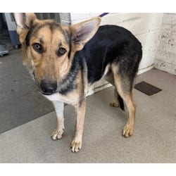 Photo of Tucker, adoptable German Shepherd Dog in San Bernardino, California