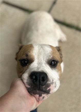 Photo of Respite, adoptable English Bulldog in Waco, Texas
