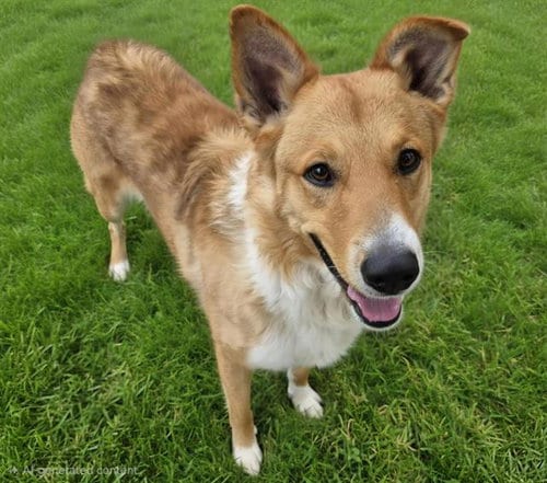 Photo of Teddy, adoptable Collie in Albuquerque, New Mexico