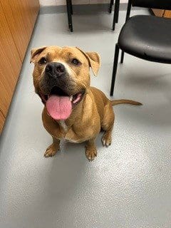 Photo of Joker, adoptable Mastiff in St. Cloud, Florida