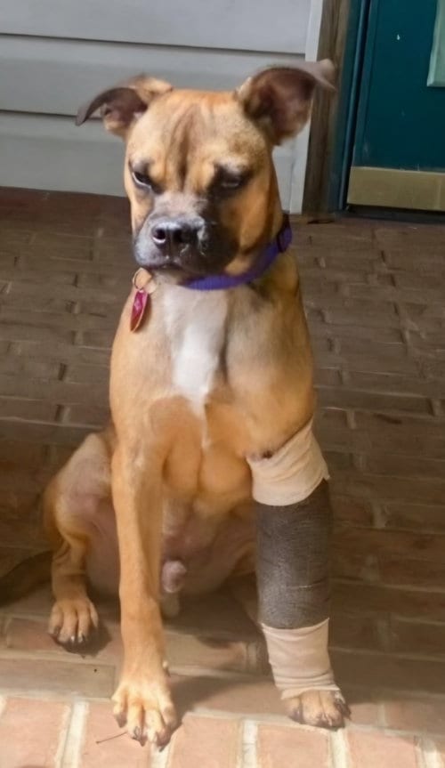 Photo of Naji, adoptable Terrier in Ellijay, Georgia