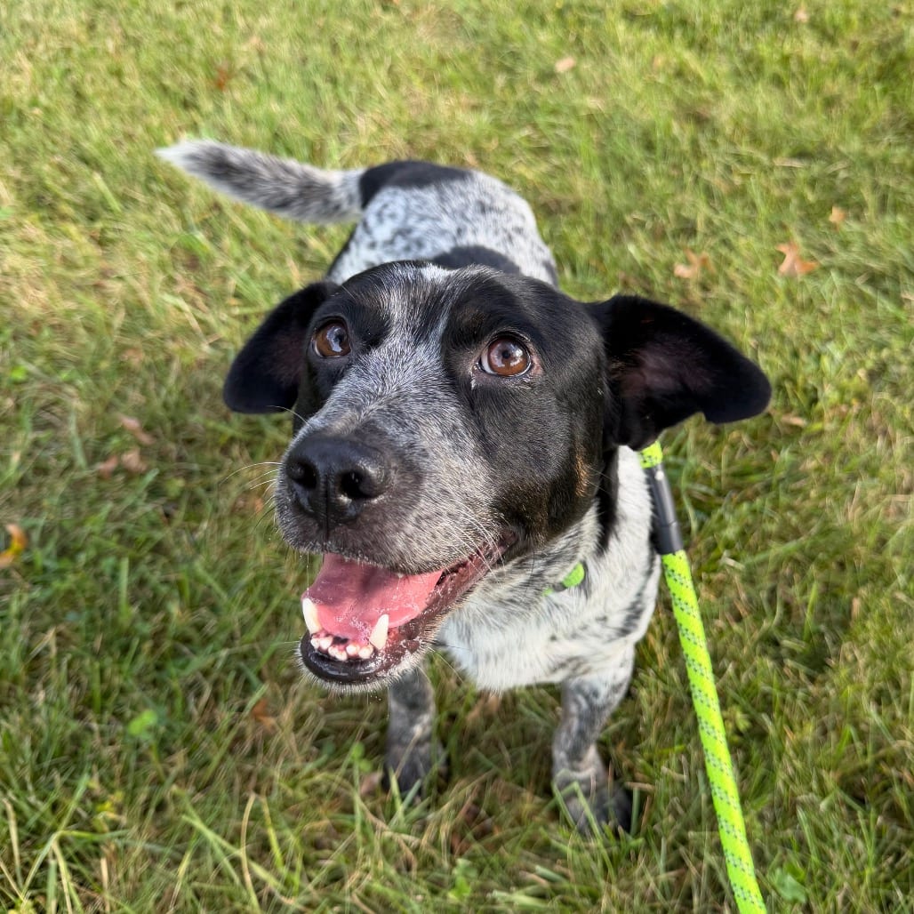 Photo of Biscuit, adoptable Cattle Dog, Australian (Blue Heeler) / Mixed Breed (Medium) in Staunton, Virginia