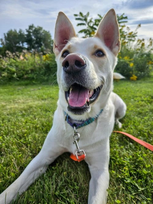 Photo of Neo, adoptable Husky in Gloversville, New York