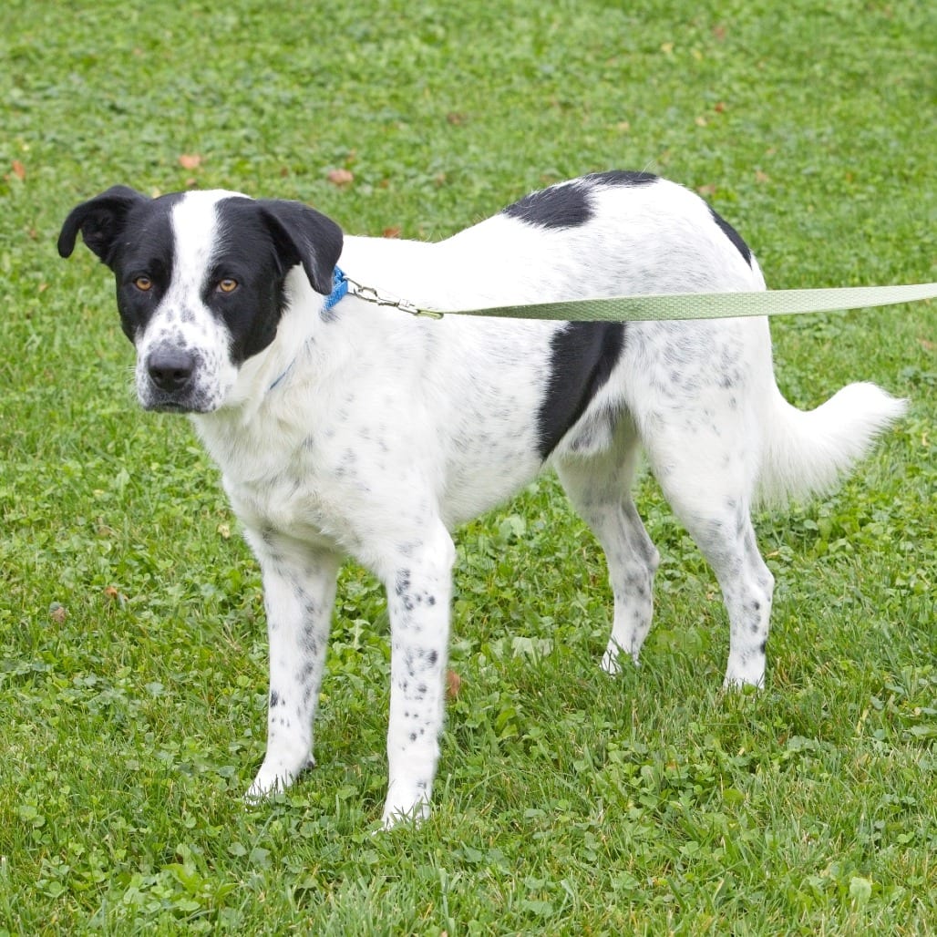 Photo of Champ, adoptable Pyrenees, Great / Cattle Dog, Australian (Blue Heeler) in South Elgin, Illinois