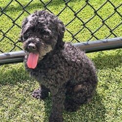 Photo of Agness 4594, adoptable Poodle (Toy or Tea Cup) in Loxahatchee, Florida
