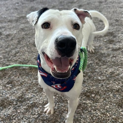 Photo of Michaelangelo, adoptable American Pit Bull Terrier in Mesa, Arizona