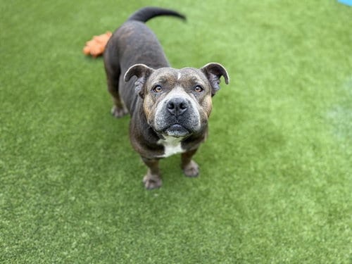 Photo of Callie, adoptable Bulldog in St. Cloud, Florida