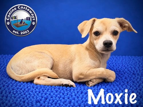 Photo of Moxie, adoptable Chihuahua in Arcadia, Florida