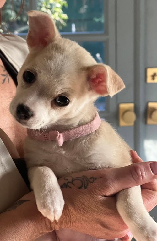 Photo of Pippin, adoptable Chihuahua in Dana Point, California