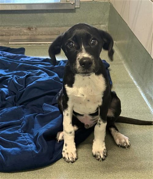 Photo of Benny, adoptable German Shorthaired Pointer in Baytown, Texas