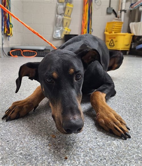 Photo of A188570, adoptable Doberman Pinscher in Pasadena, Texas