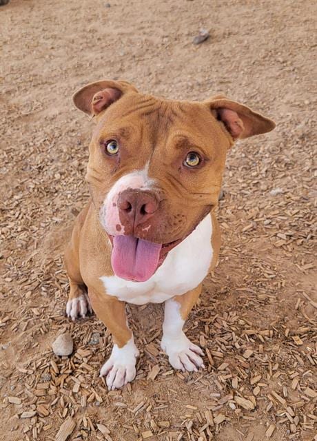 Photo of Pocket, adoptable American Pit Bull Terrier in Albuquerque, New Mexico