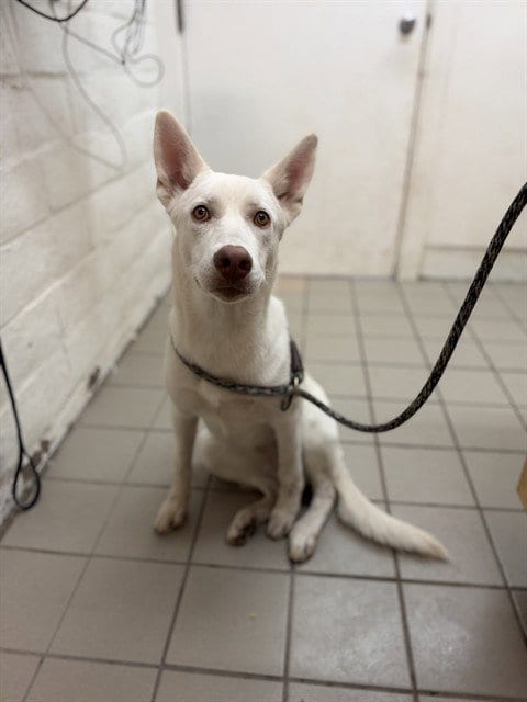 Photo of Violet, adoptable Siberian Husky in Santa Barbara, California