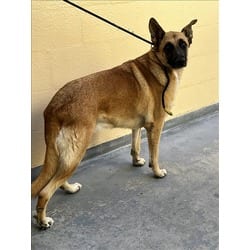 Photo of Eden, adoptable Mixed Breed (Medium) in Chatsworth, California