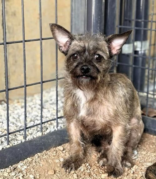 Photo of Strawberry, adoptable Unknown breed in Shelburne, Vermont
