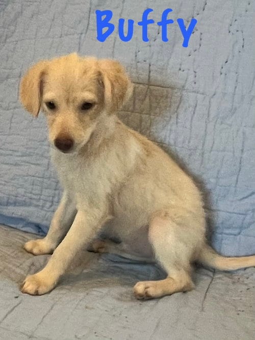 Photo of Buffy, adoptable Retriever in Pipe Creek, Texas