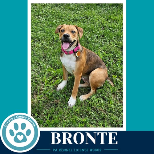 Photo of Bronte (B Buds) 082926, adoptable American Bulldog in Kimberton, Pennsylvania