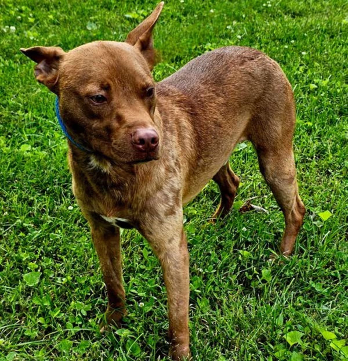 Photo of Sunny, adoptable Terrier (Unknown Type, Medium) in Franklin, Tennessee