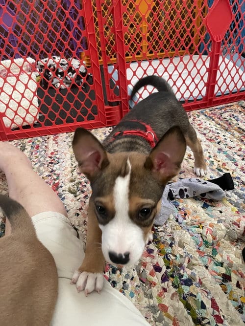 Photo of Chando, adoptable Unknown breed in Ball Ground, Georgia