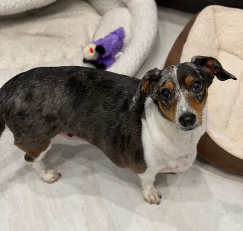 Photo of Jimmy, adoptable Dachshund in Weston, Florida