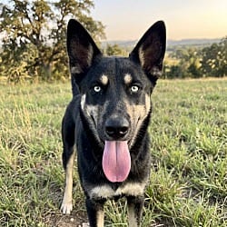 Photo of Streetz, adoptable Husky German Shepherd Dog in Pittsfield, Illinois