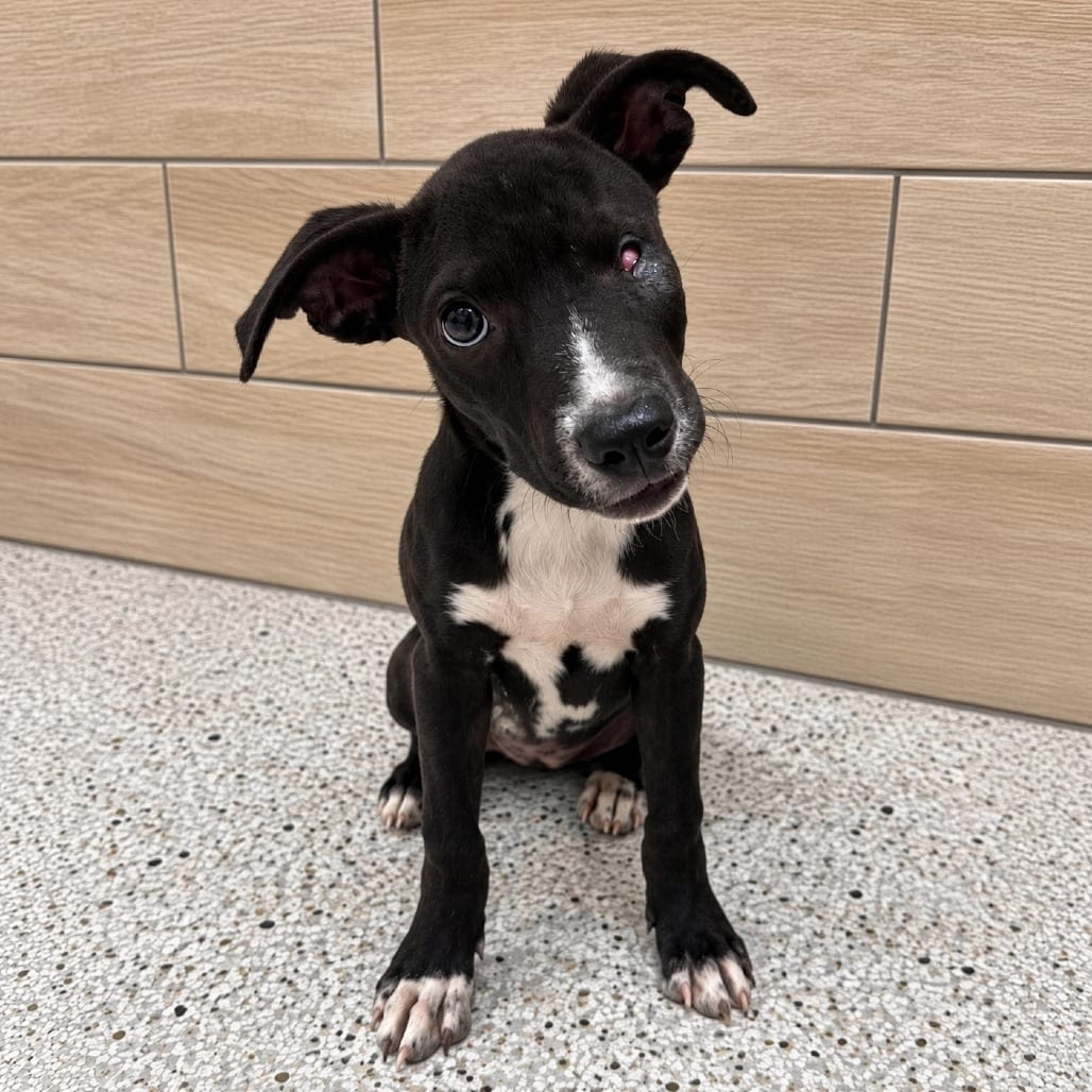 Photo of Romilly fka Millie, adoptable Mixed Breed (Medium) / Hound in Whitestone, New York