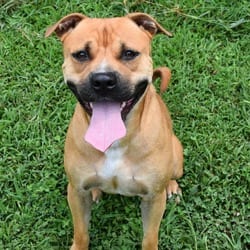 Photo of Jimmy, adoptable Mixed Breed (Medium) in Columbus, North Carolina