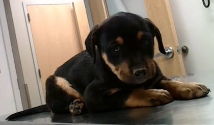 Photo of Barrymore, adoptable dog in Farmington, New Mexico