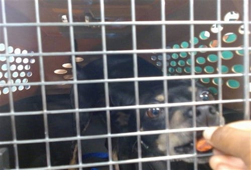 Photo of A481420, adoptable Miniature Pinscher in Oklahoma City, Oklahoma