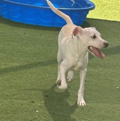 Photo of Felix, adoptable Chihuahua, Short Coat/Mix in Bakersfield, California