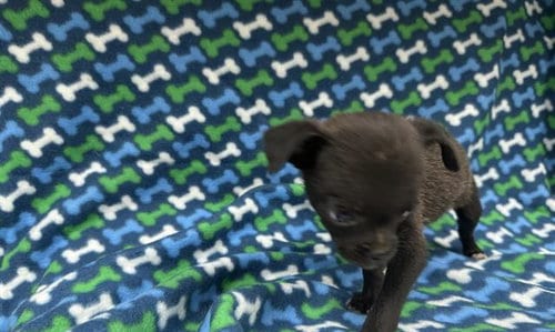 Photo of A127946, adoptable Chihuahua in HESPERIA, California