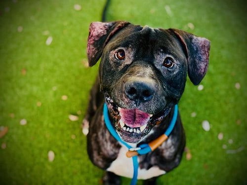 Photo of Jimmy, adoptable Pit Bull Terrier in Orlando, Florida