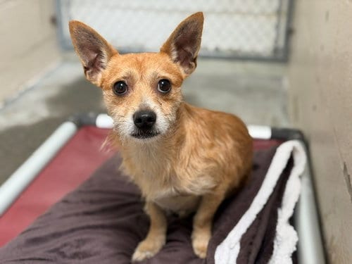 Photo of Christian, adoptable Chihuahua in Fairfield, California