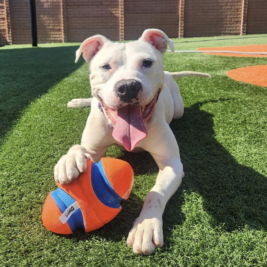 Photo of Laclede, adoptable Mixed Breed (Medium) in St. Louis, Missouri