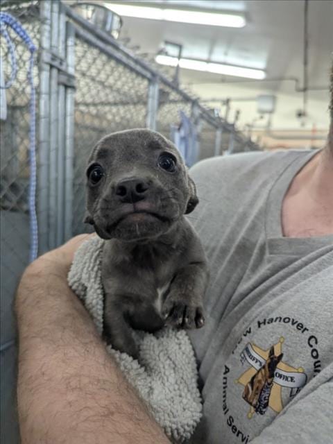 Photo of A524317, adoptable Chihuahua in Wilmington, North Carolina