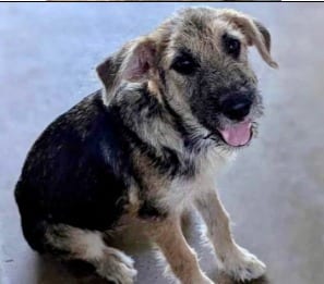 Photo of Sari, adoptable Wirehaired Terrier in West Bloomfield, Michigan