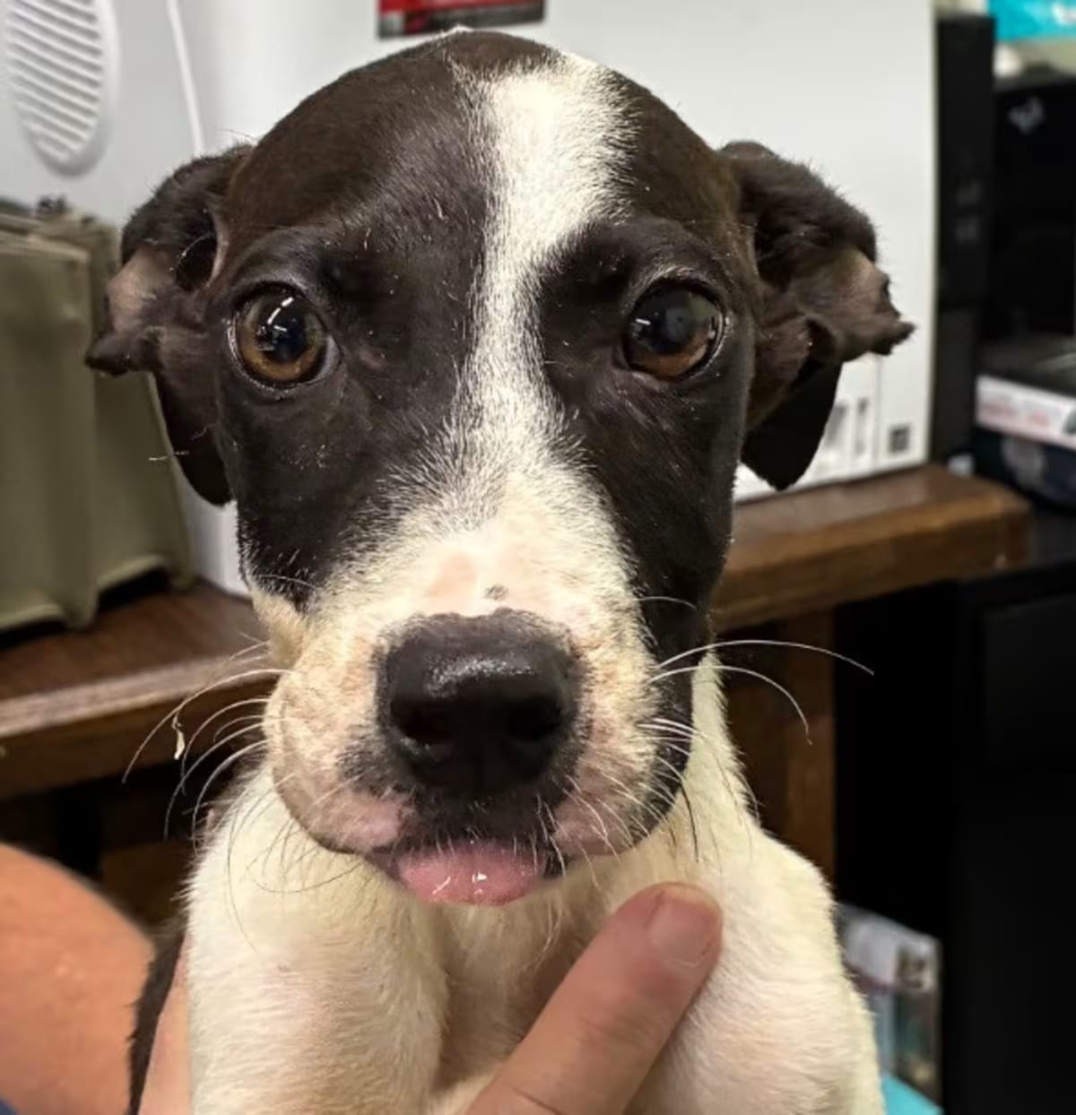 Photo of Santa, adoptable Mixed Breed (Medium) in Beebe, Arkansas