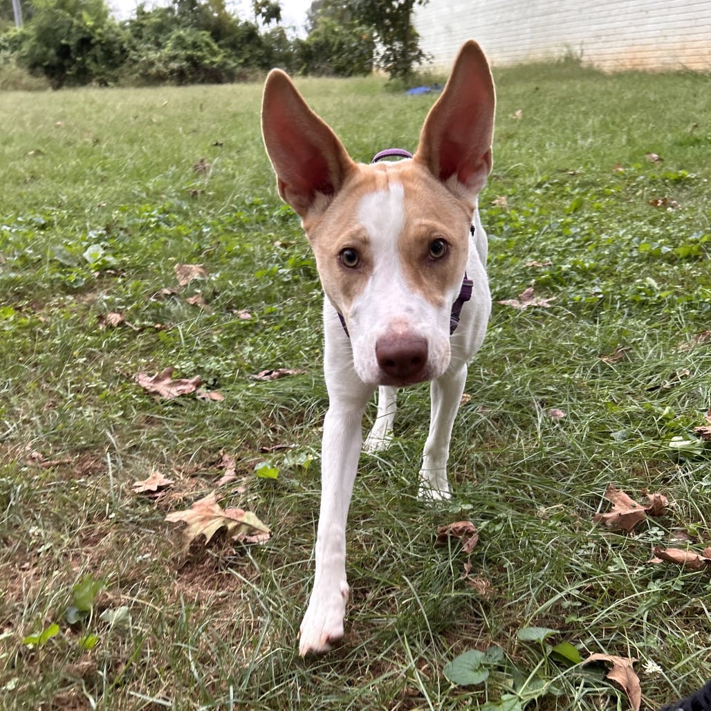Photo of Desie, adoptable Mixed Breed (Medium) in Fairfax Station, Virginia