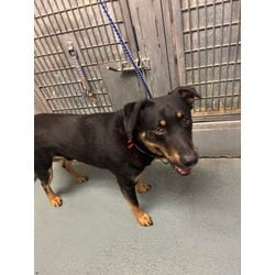 Photo of Diesel, adoptable German Shepherd Dog in Olympia, Washington