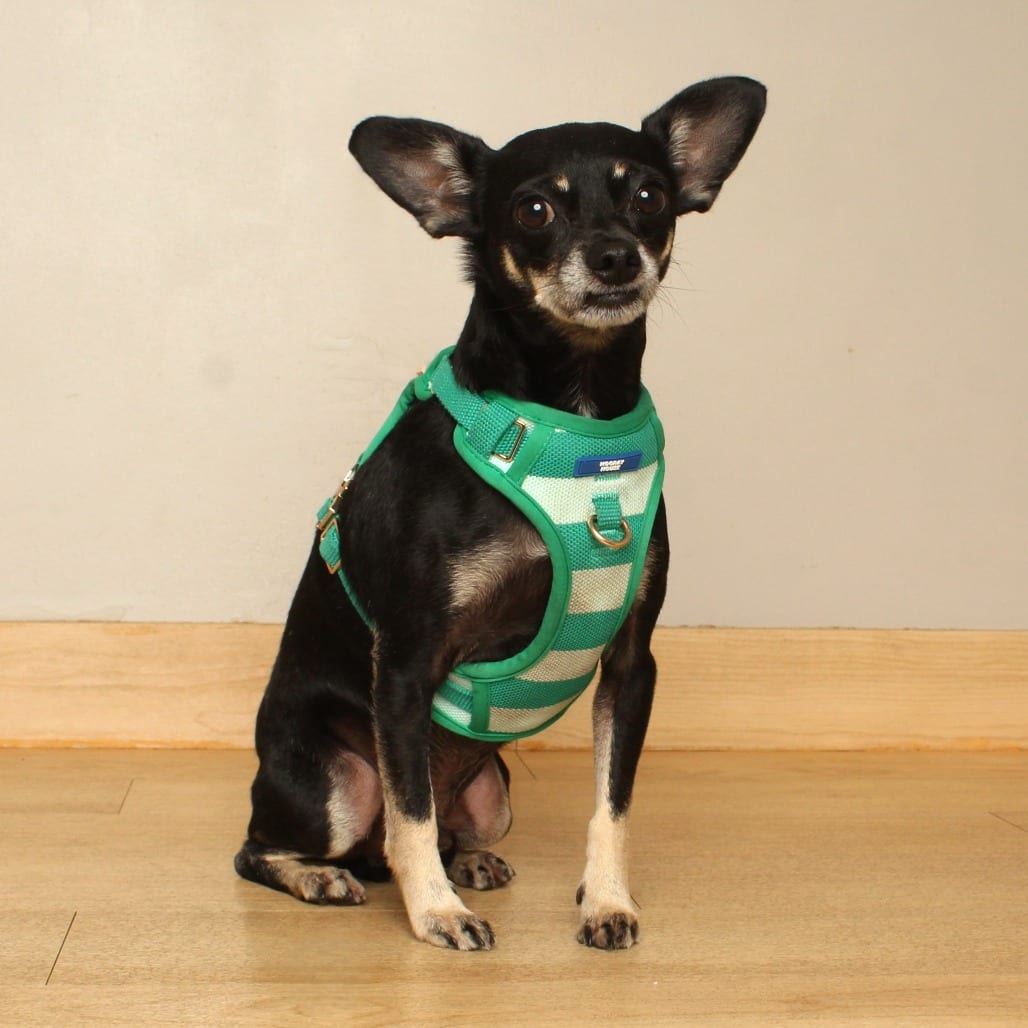 Photo of Achilles D69628, adoptable Chihuahua, Short Coat / Mixed Breed (Small) in Minnesota, Minnesota