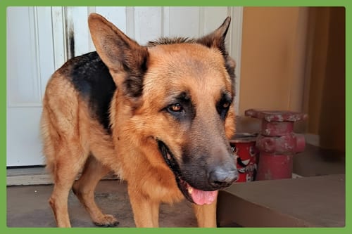Photo of Bentley, adoptable German Shepherd Dog in Amherst, Massachusetts