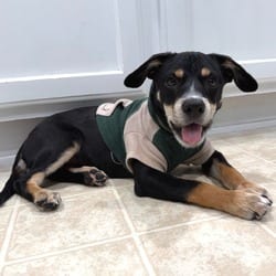 Photo of 1125 (2026) Scout, adoptable Shepherd, Australian Miniature Mixed Breed (Medium) in Parker, Colorado