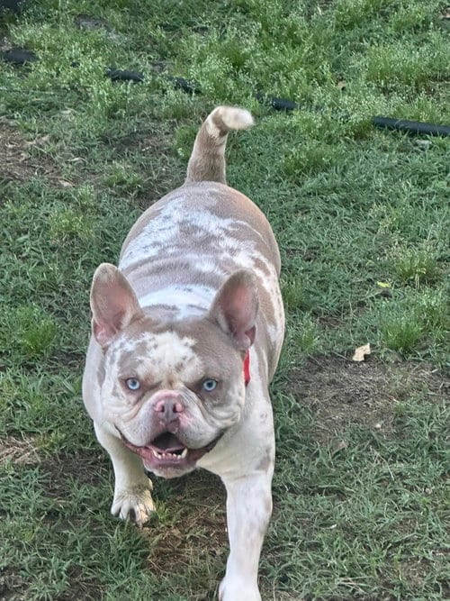 Photo of Porky, adoptable French Bulldog in Jackson Township, New Jersey