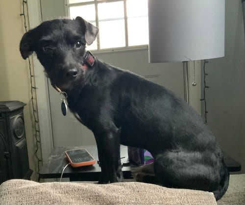 Photo of Bobby: Miracle Boy, adoptable Patterdale Terrier (Fell Terrier) in Rootstown, Ohio