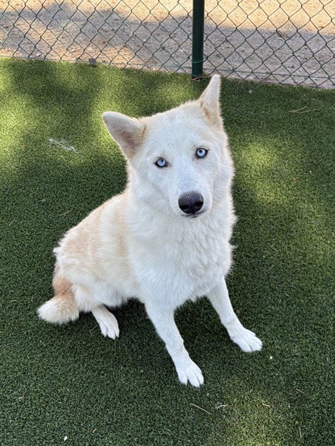 Photo of Allie, adoptable Pomeranian in Castaic, California