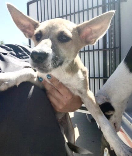 Photo of Lolly, adoptable Husky in Houston, Texas