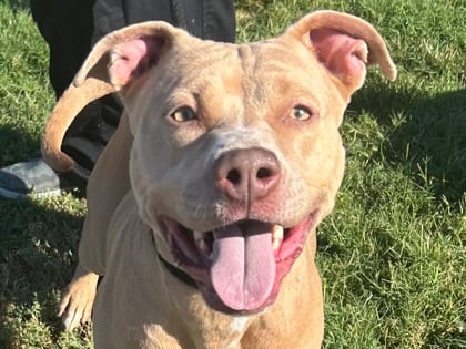 Photo of Sandy, adoptable dog in Georgetown, Texas