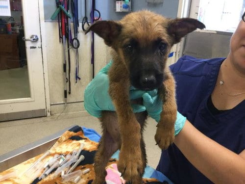 Photo of Arctic, adoptable German Shepherd Dog in Riverside, California