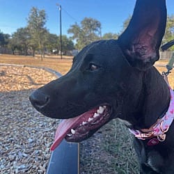 Photo of Luna Sky, adoptable Labrador Retriever Catahoula Leopard Dog in EAST FALMOUTH, Massachusetts