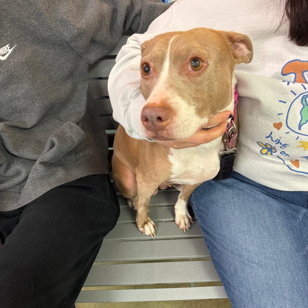 Photo of Darcy, adoptable Mixed Breed (Medium)